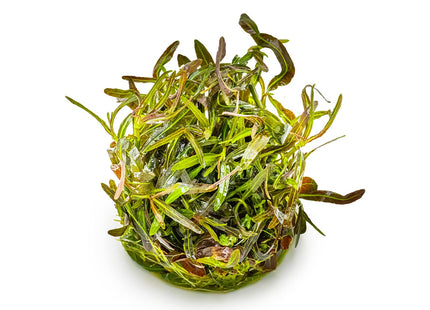 Hygrophila lancea 'Araguaia'