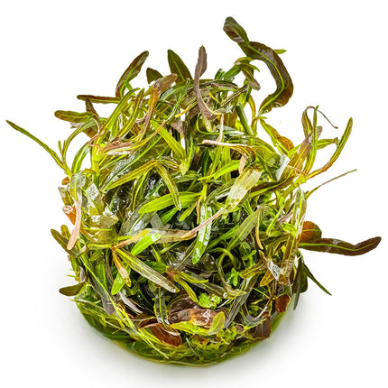 Hygrophila lancea 'Araguaia'
