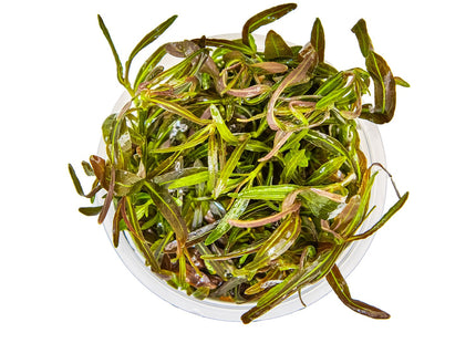 Hygrophila lancea 'Araguaia' von oben