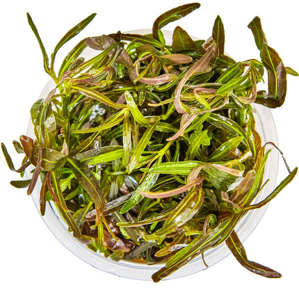 Hygrophila lancea 'Araguaia' von oben