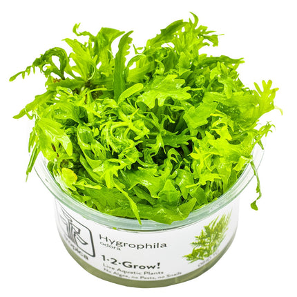 Hygrophila odora InVitro Pflanze