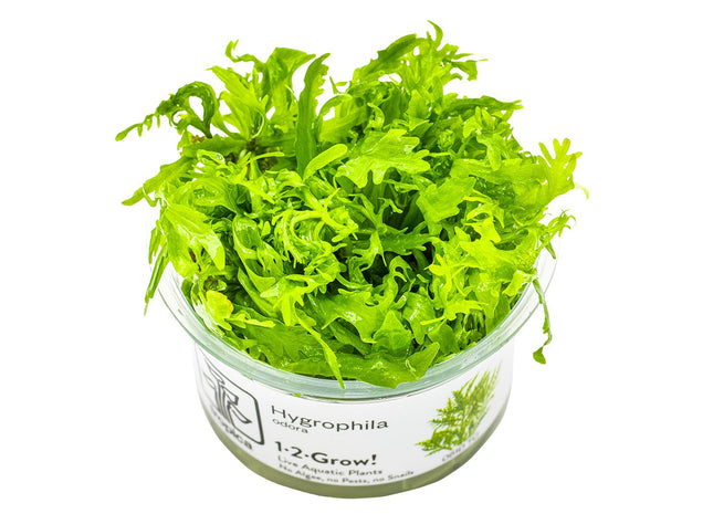 Hygrophila odora InVitro Pflanze