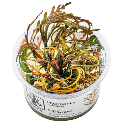 Hygrophila pinnatifida InVitro Pflanze