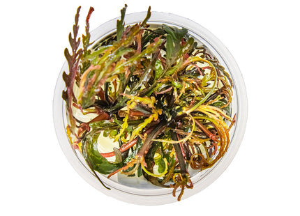 Hygrophila pinnatifida von oben