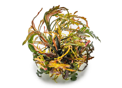 Hygrophila pinnatifida