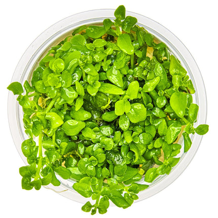 Hygrophila serpyllum - Kriechender Wasserfreund von oben