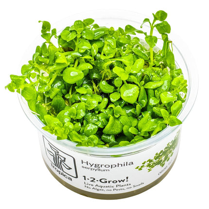 Hygrophila serpyllum - Kriechender Wasserfreund InVitro Pflanze