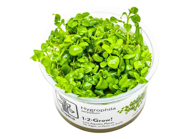 Hygrophila serpyllum - Kriechender Wasserfreund InVitro Pflanze