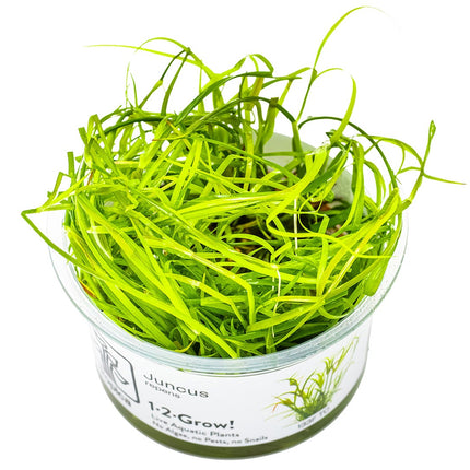 Juncus repens InVitro Pflanze