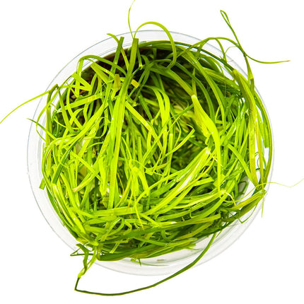 Juncus repens von oben