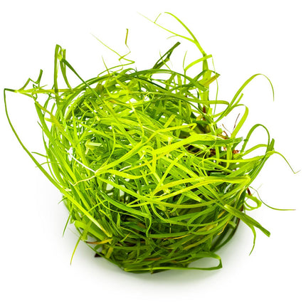 Juncus repens