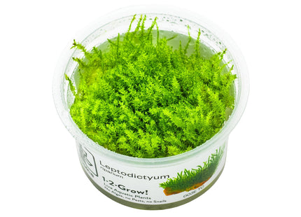 Leptodictyum riparium InVitro Plfanze