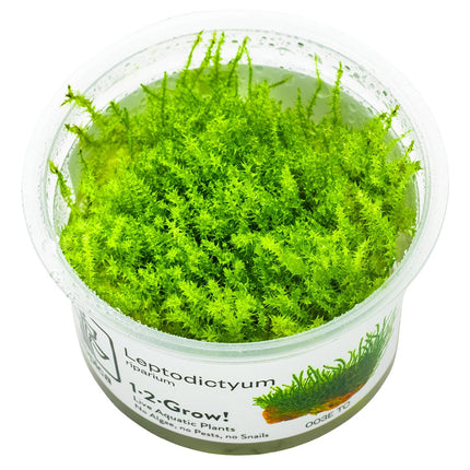 Leptodictyum riparium InVitro Plfanze