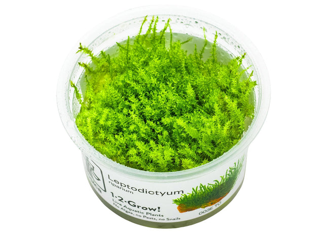 Leptodictyum riparium InVitro Plfanze