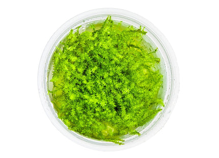 Leptodictyum riparium von oben