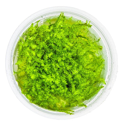 Leptodictyum riparium von oben