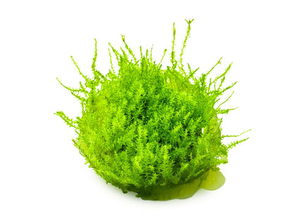 Leptodictyum riparium