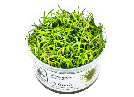 Lilaeopsis brasiliensis InVitro Pflanze