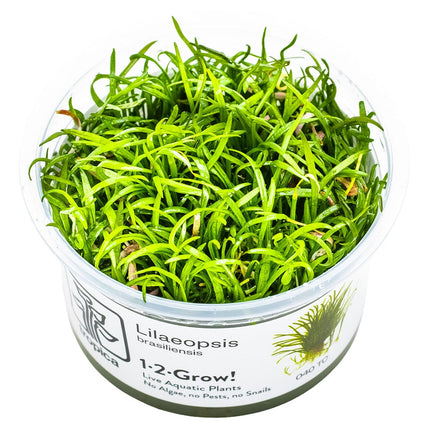 Lilaeopsis brasiliensis InVitro Pflanze