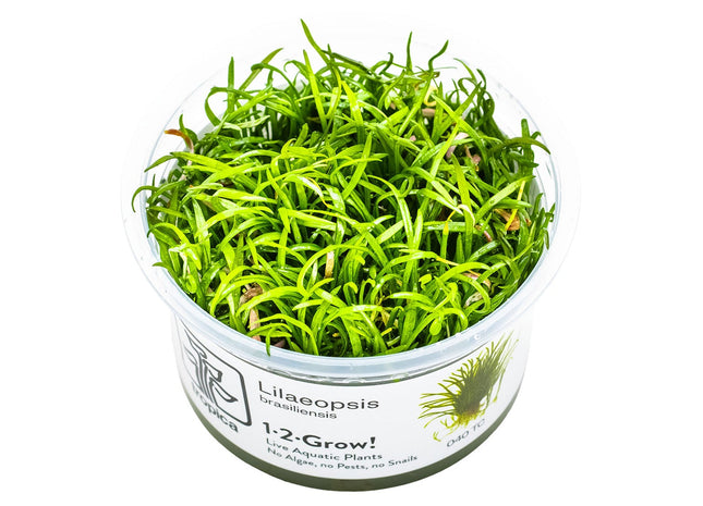 Lilaeopsis brasiliensis InVitro Pflanze