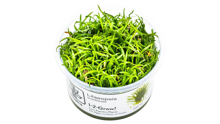 Lilaeopsis brasiliensis InVitro Pflanze