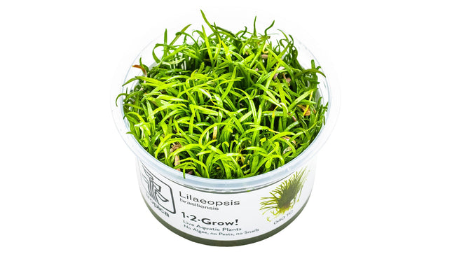 Lilaeopsis brasiliensis InVitro Pflanze