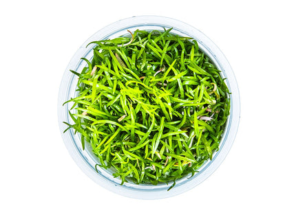 Lilaeopsis brasiliensis von oben