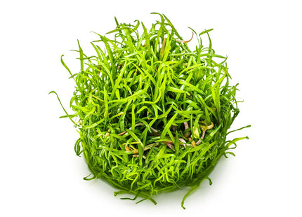 Lilaeopsis brasiliensis