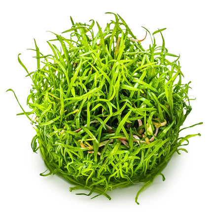 Lilaeopsis brasiliensis