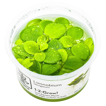 Limnobium laevigatum InVitro Pflanze
