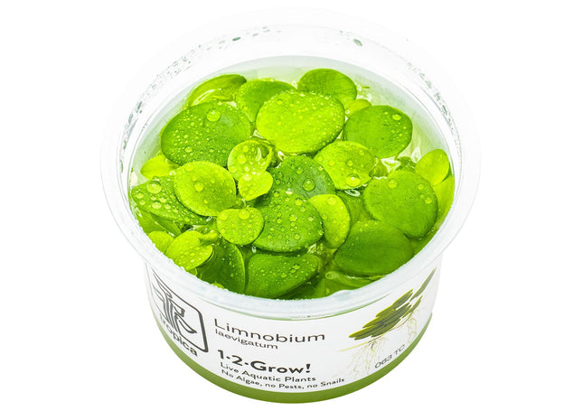 Limnobium laevigatum InVitro Pflanze