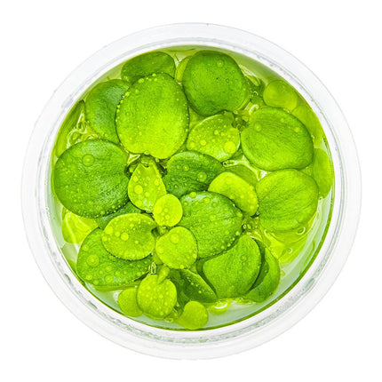 Limnobium laevigatum von oben