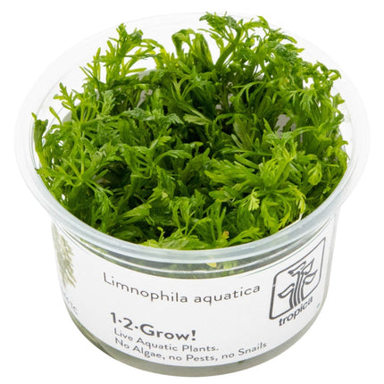 Limnophila aquatica InVitro Pflanze
