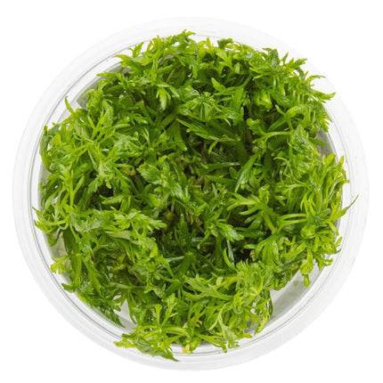 Limnophila aquatica von oben
