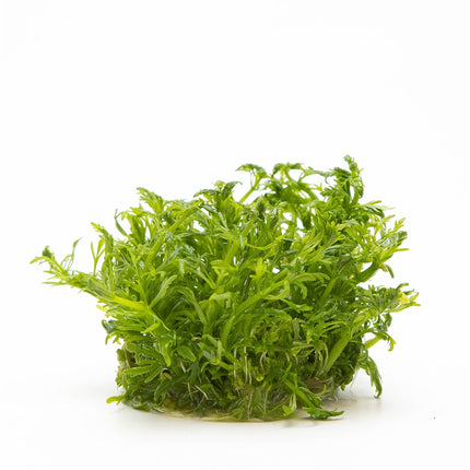 Limnophila aquatica