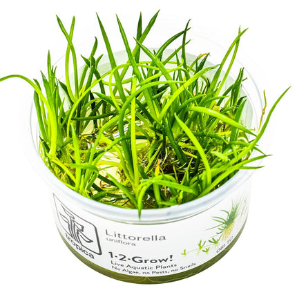 Littorella uniflora InVitro Pflanze