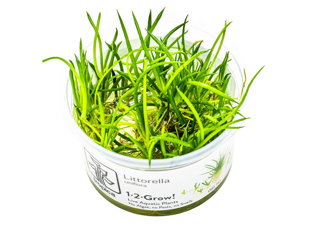 Littorella uniflora InVitro Pflanze