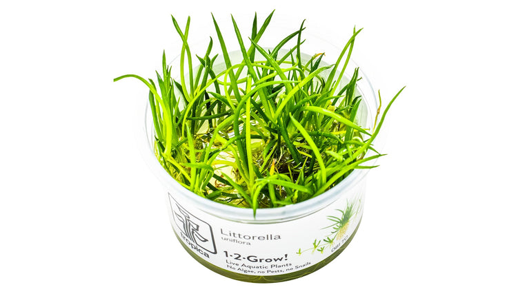 Littorella uniflora InVitro Pflanze