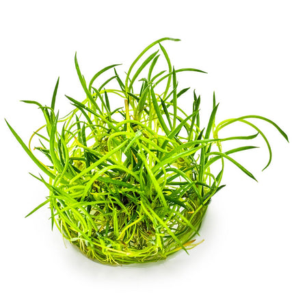 Littorella uniflora