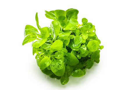 Lobelia cardinalis 'Mini'