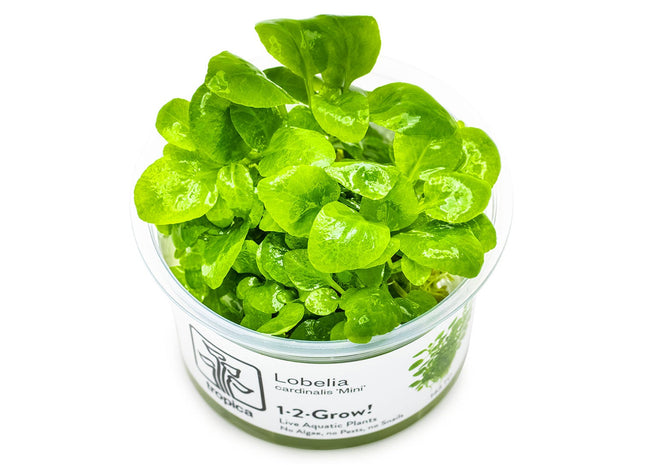 Lobelia cardinalis 'Mini' InVitro Pflanze