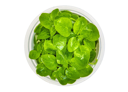 Lobelia cardinalis 'Mini' von oben