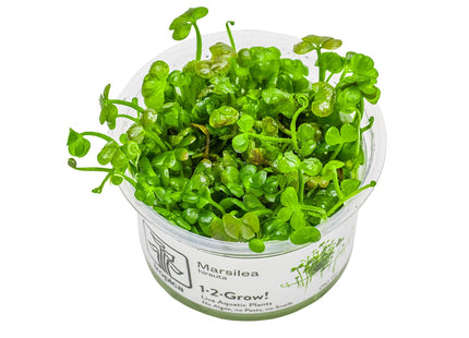 Marsilea hirsuta InVitro Pflanze