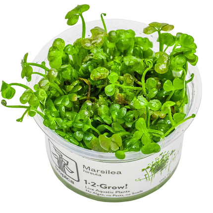 Marsilea hirsuta InVitro Pflanze