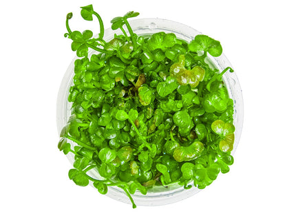 Marsilea hirsuta von oben