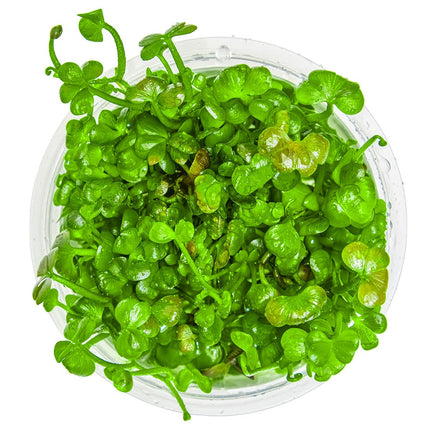 Marsilea hirsuta von oben