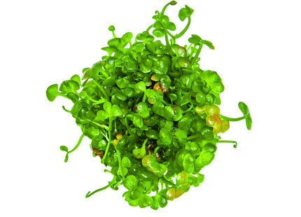 Marsilea hirsuta