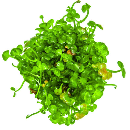 Marsilea hirsuta