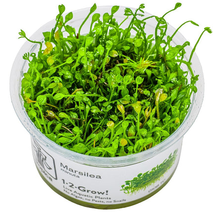 Marsilea minuta InVitro Pflanze