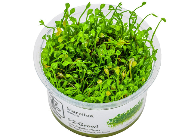 Marsilea minuta InVitro Pflanze